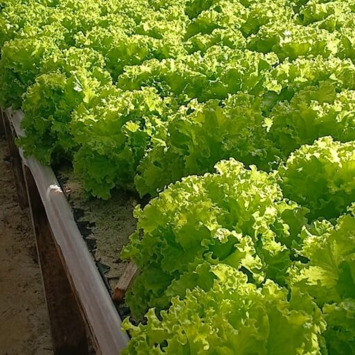 cropped-WhatsApp-Image-2026-07-25-at-09.22.21.jpeg